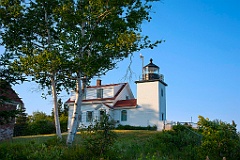 Birch Tree Near Fort Point Lighthouse in Maine